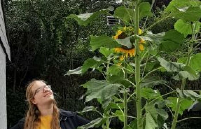 Marie-Louise Wohrle is standing outdoors looking up at some very tall sunflowers. She is white, has long blonde hair, and is wearing glasses, a yellow sweater and a dark blue jacket.